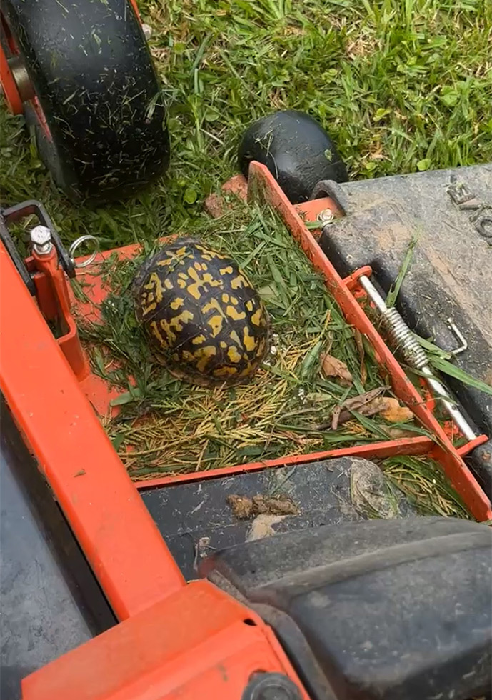 Carroll County Lawn Service