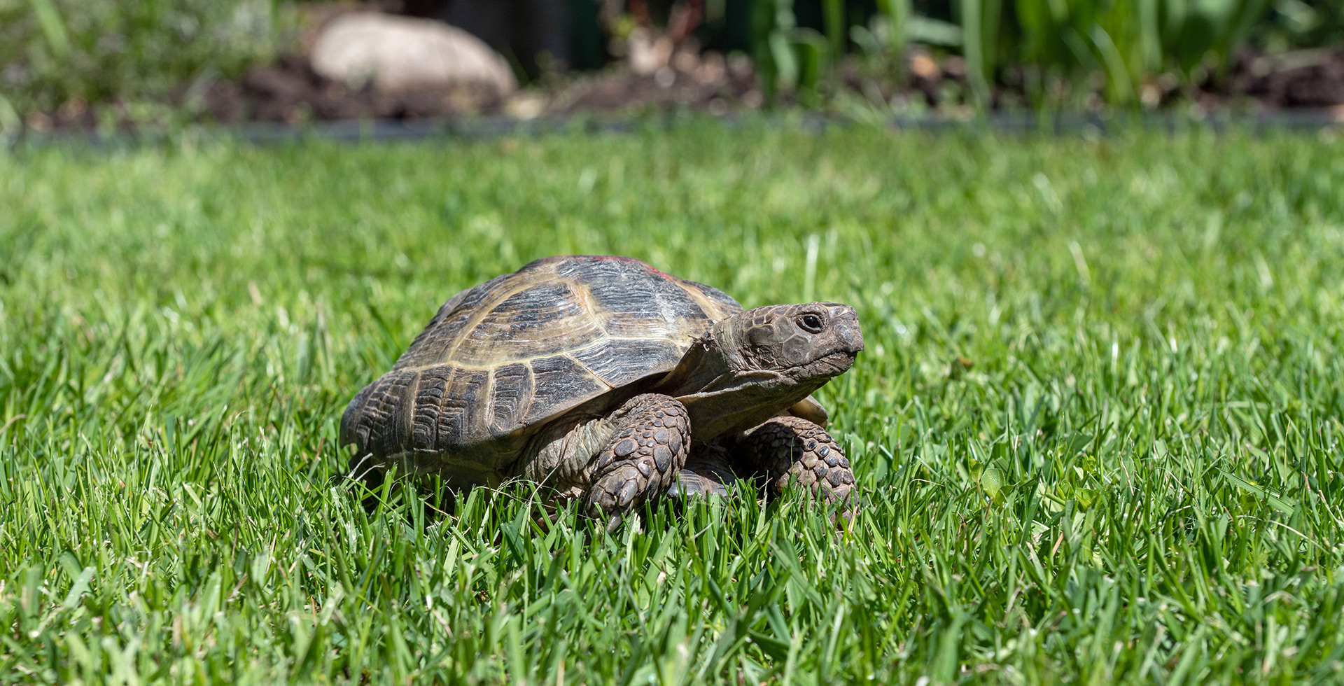 We provide lawn care service in the Turtle Walk neighborhood in Carrollton